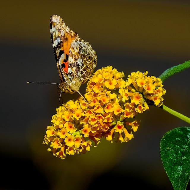 Digha beach, kolkata